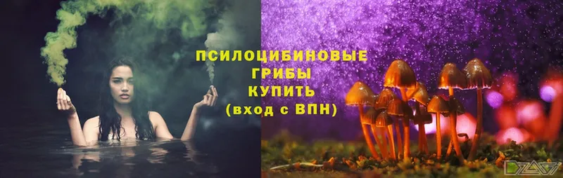 купить   Павловский Посад  Псилоцибиновые грибы Magic Shrooms 